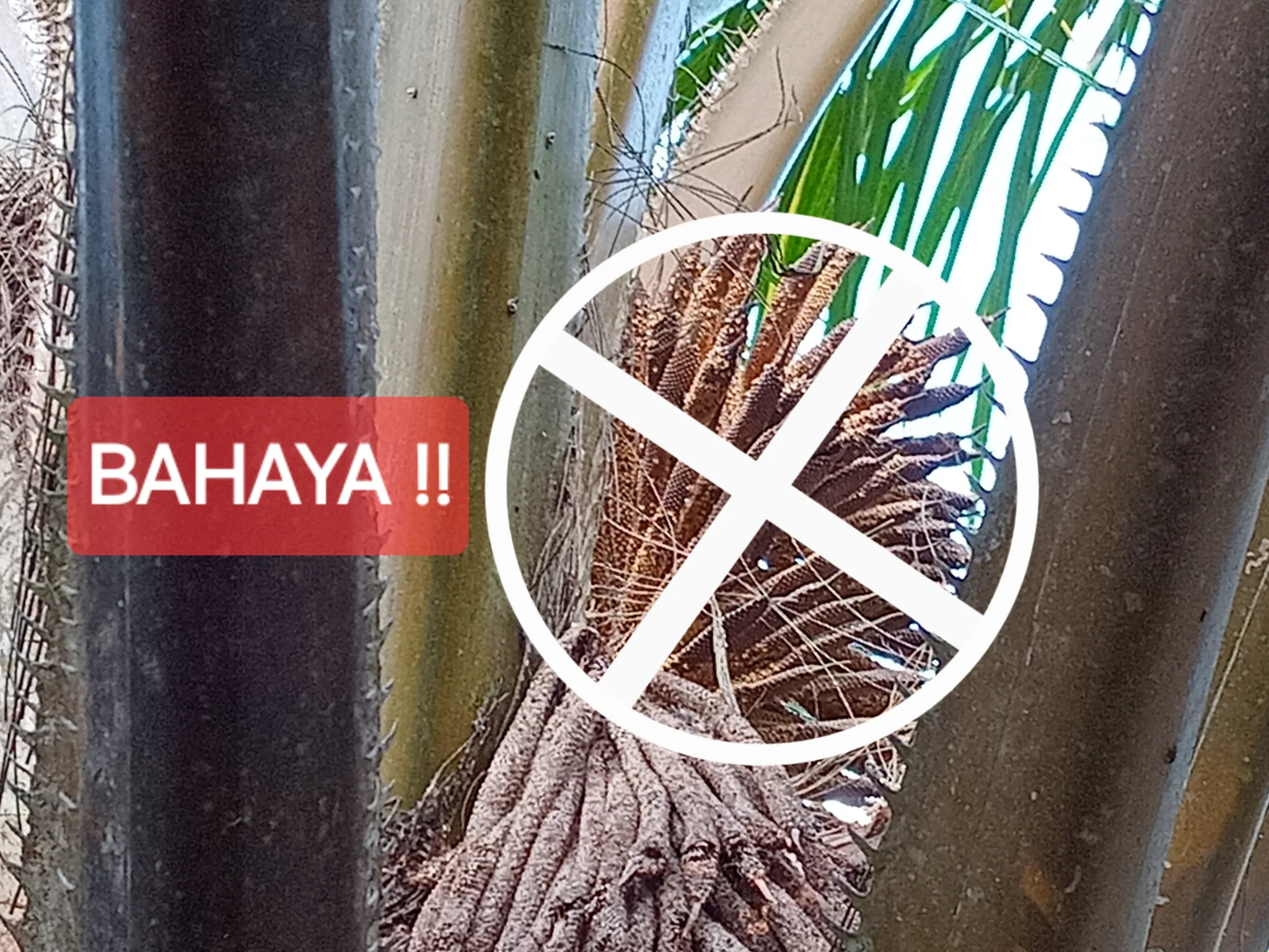 Bahaya Serbuk Bunga Sawit Bagi Mata: Gejala Dan Pencegahan
