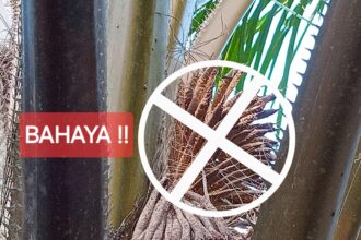Bahaya Serbuk Bunga Sawit Bagi Mata: Gejala Dan Pencegahan