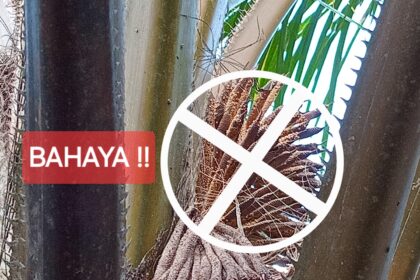 Bahaya Serbuk Bunga Sawit Bagi Mata: Gejala Dan Pencegahan