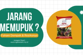 Efek Jangka Pendek Dan Jangka Panjang Dari Tidak Memupuk Pada Tanaman Sawit