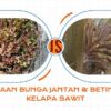 Perbedaan Bunga Jantan Dan Betina Pada Kelapa Sawit