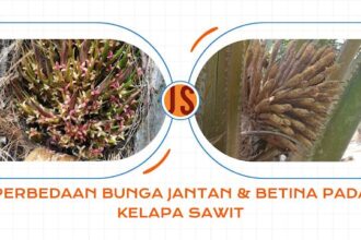 Perbedaan Bunga Jantan Dan Betina Pada Kelapa Sawit
