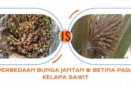 Perbedaan Bunga Jantan Dan Betina Pada Kelapa Sawit