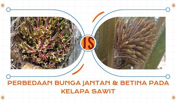 Perbedaan Bunga Jantan Dan Betina Pada Kelapa Sawit