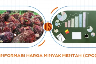 Harga Minyak Mentah Kelapa Sawit Merangkak Naik
