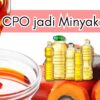 Dari Kebun Sawit Ke Meja Makan: Proses Cpo Menjadi Minyak Goreng