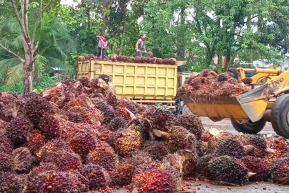 Rahasia Sukses Bisnis Pengepul Sawit: Strategi Yang Terbukti Efektif
