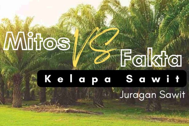 Mitos Dan Fakta Kelapa Sawit: Memahami Sumber Daya Alam Yang Kontroversial