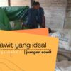 Tips Efektif Dalam Pemilihan Pupuk Untuk Tanaman Kelapa Sawit