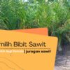 Cara Memilih Bibit Sawit Yang Sesuai Dengan Karakteristik Tanah