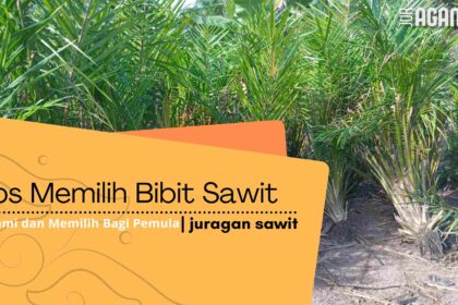 Cara Memilih Bibit Sawit Yang Sesuai Dengan Karakteristik Tanah