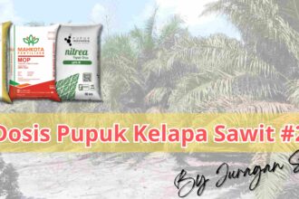 Panduan Lengkap Takaran Dosis Pupuk Untuk Kelapa Sawit Yang Efektif