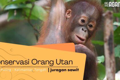 Konservasi Orang Utan Di Tanjung Puting Kalimantan Tengah: Upaya Pelestarian Yang Penting