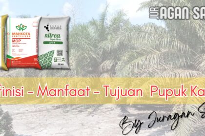 Pupuk Kapur (Mg): Definisi, Manfaat, Dan Dampaknya Pada Produktivitas Sawit
