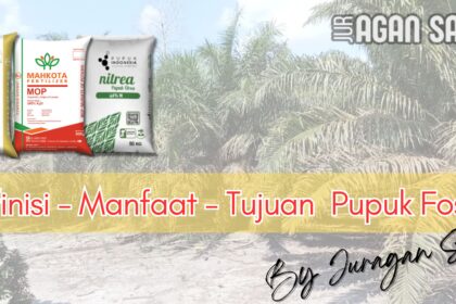 Pupuk Fosfor (P): Definisi, Manfaat, Dan Dampaknya Pada Produktivitas Sawit
