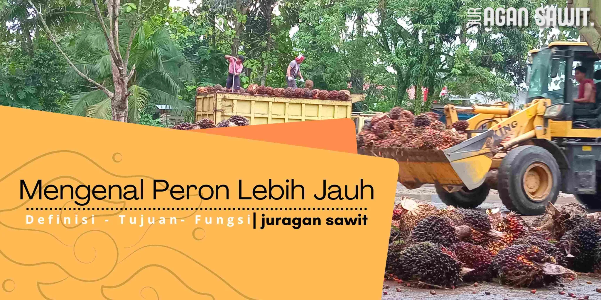 Kenali Peran Pengepul Sawit: Mitra Strategis Petani Dalam Bisnis Perkebunan