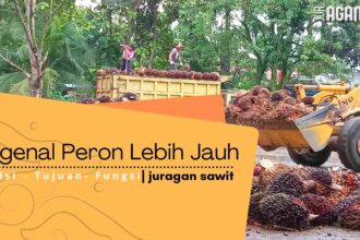 Kenali Peran Pengepul Sawit: Mitra Strategis Petani Dalam Bisnis Perkebunan