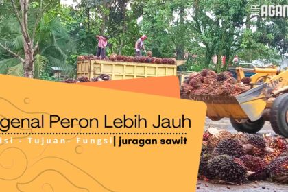 Kenali Peran Pengepul Sawit: Mitra Strategis Petani Dalam Bisnis Perkebunan
