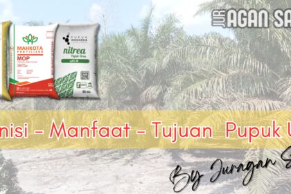 Pupuk Urea (N): Definisi Dan Peran Penting Dalam Pertumbuhan Sawit
