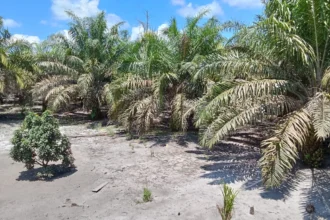 Cerita Inspiratif: Perjuangan Merintis Kebun Sawit Abang El