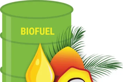 Kelapa Sawit: Solusi Energi Terbarukan Di Tengah Krisis Energi