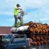 Cara Susun Buah Sawit Di L300 Untuk Mengoptimalkan Ruang Muat