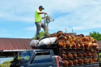Cara Susun Buah Sawit Di L300 Untuk Mengoptimalkan Ruang Muat