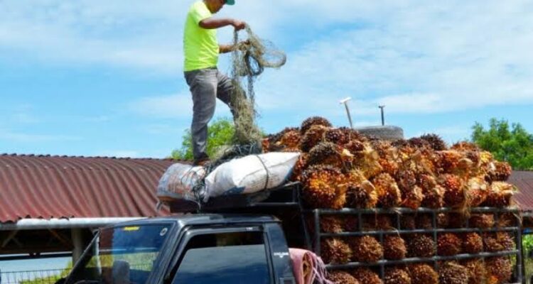 Cara Susun Buah Sawit Di L300 Untuk Mengoptimalkan Ruang Muat