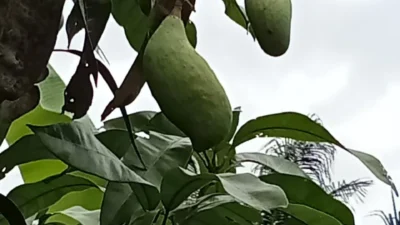 Jenis Buah-Buahan Yang Cocok Untuk Ditanam Di Lahan Kosong Kebun Sawit