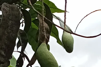 Jenis Buah-Buahan Yang Cocok Untuk Ditanam Di Lahan Kosong Kebun Sawit