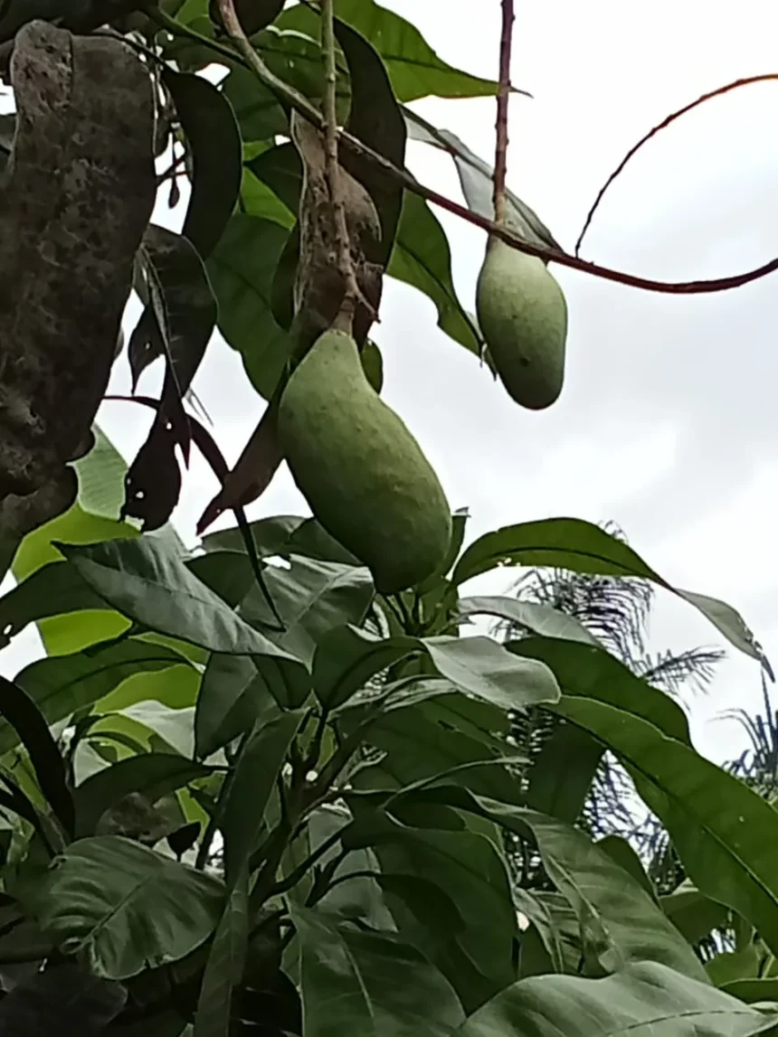 Jenis Buah-Buahan Yang Cocok Untuk Ditanam Di Lahan Kosong Kebun Sawit