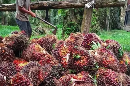Rotasi Ideal Untuk Panen Buah Sawit Agar Mendapatkan Kualitas Terbaik