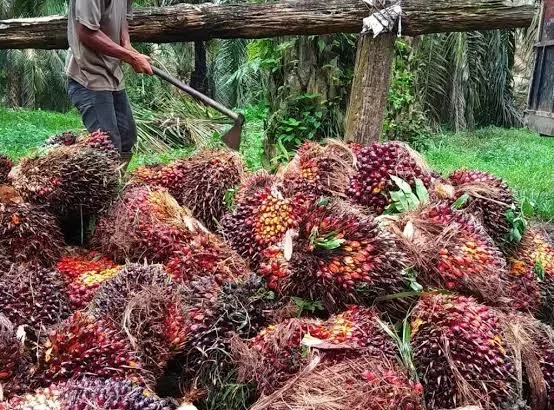 Rotasi Ideal Untuk Panen Buah Sawit Agar Mendapatkan Kualitas Terbaik