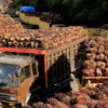 Kebijakan Pemerintah Dan Implikasinya Terhadap Masa Depan Industri Kelapa Sawit Di Indonesia