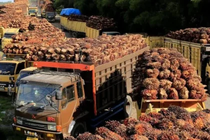 Kebijakan Pemerintah Dan Implikasinya Terhadap Masa Depan Industri Kelapa Sawit Di Indonesia