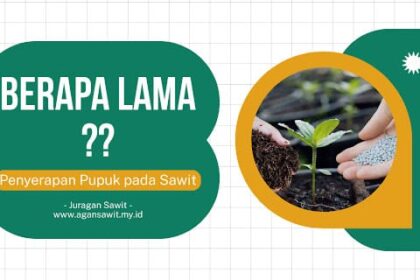 Berapa Lama Waktu Yang Diperlukan Untuk Penyerapan Pupuk Oleh Sawit?