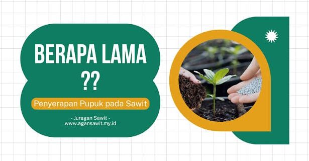 Berapa Lama Waktu Yang Diperlukan Untuk Penyerapan Pupuk Oleh Sawit?