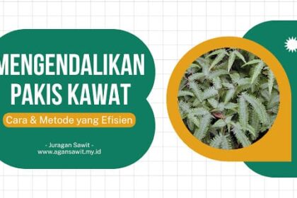 Cara Membasmi Pakis Kawat: Teknik Dan Metode Yang Tepat Untuk Perkebunan Sawit
