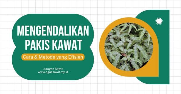 Cara Membasmi Pakis Kawat: Teknik Dan Metode Yang Tepat Untuk Perkebunan Sawit