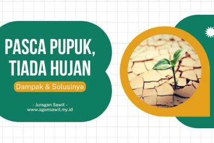 Dampak Pasca Pemupukan Sawit Di Musim Tanpa Hujan