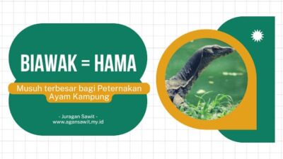 Biawak: Musuh Tak Terduga Bagi Peternak Ayam Kampung