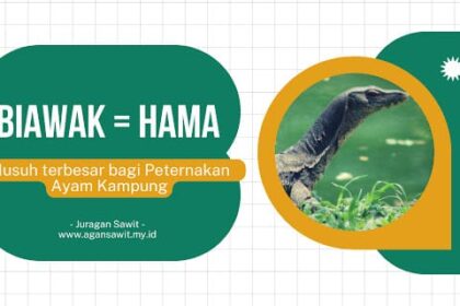 Biawak: Musuh Tak Terduga Bagi Peternak Ayam Kampung