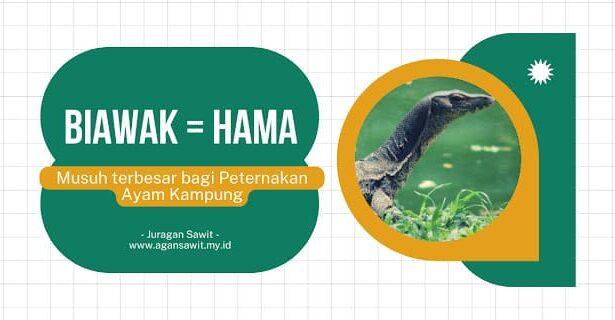 Biawak: Musuh Tak Terduga Bagi Peternak Ayam Kampung