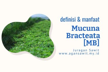 Manfaat Mucuna Bracteata (Mb) Dalam Meningkatkan Kualitas Tanah Di Kebun Sawit
