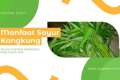 Kangkung: Sayuran Bergizi Dan Manfaatnya Bagi Kesehatan Tubuh