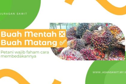 Cara Membedakan Buah Sawit Mentah Dan Matang