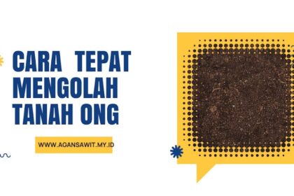 Cara Mengolah Tanah Ong Supaya Subur Ditanami Sawit
