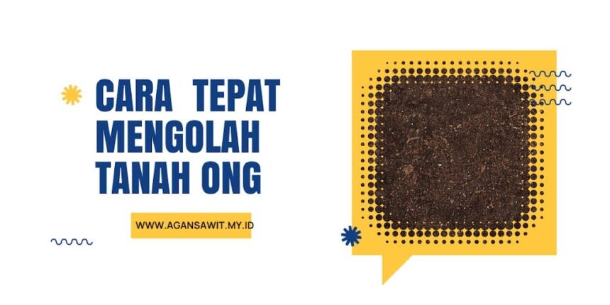 Cara Mengolah Tanah Ong Supaya Subur Ditanami Sawit