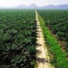 Kebijakan Pemerintah Dalam Mendorong Perkembangan Sawit Sebagai Sumber Biodiesel
