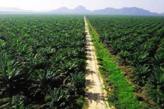 Kebijakan Pemerintah Dalam Mendorong Perkembangan Sawit Sebagai Sumber Biodiesel